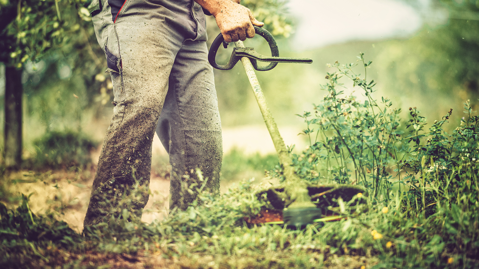 Gardener mows with string trimmer