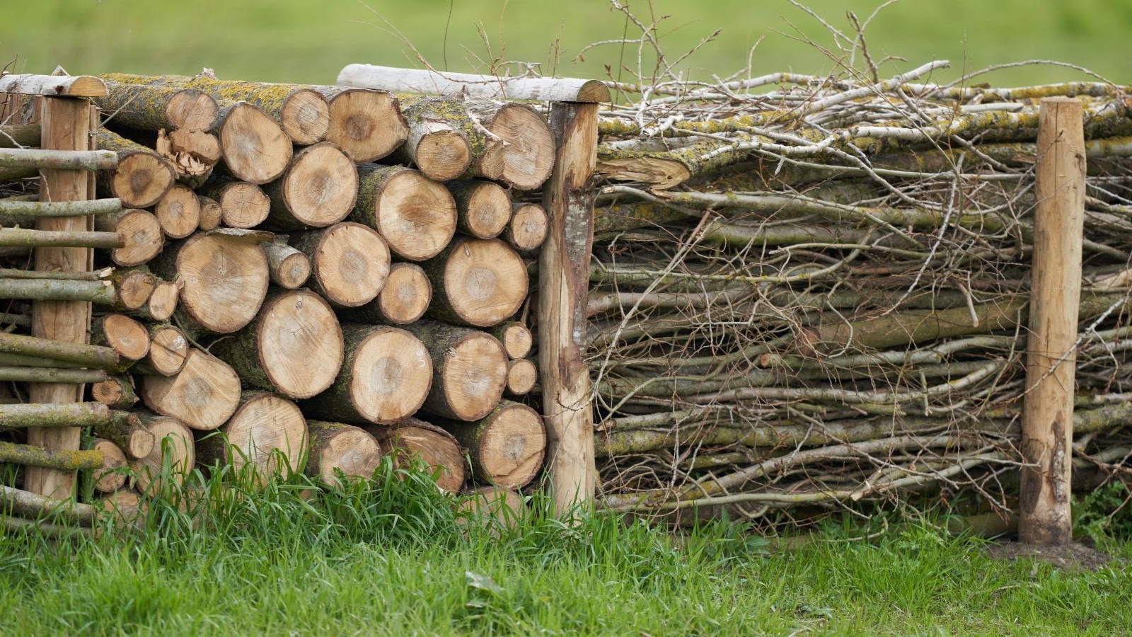 Stacked of twigs and logs between upright timbers to form a dead hedge